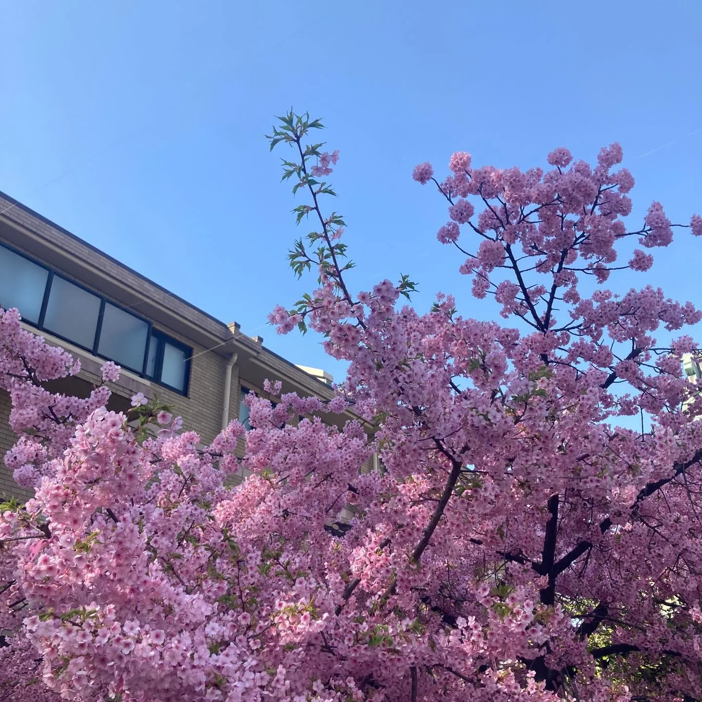 寒暖差ありますが、春の気配が感じられますね。