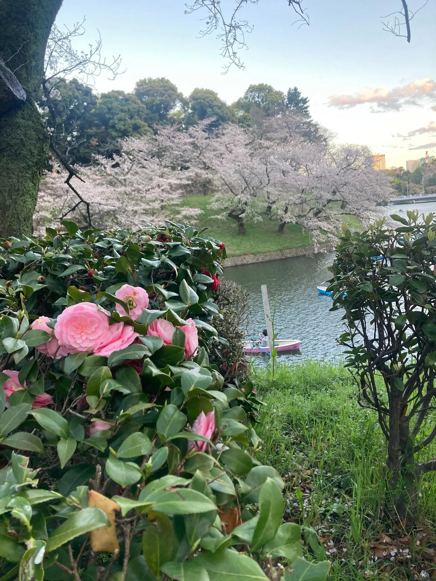 今年も千鳥ヶ淵の素晴らしい桜を見に行きました。