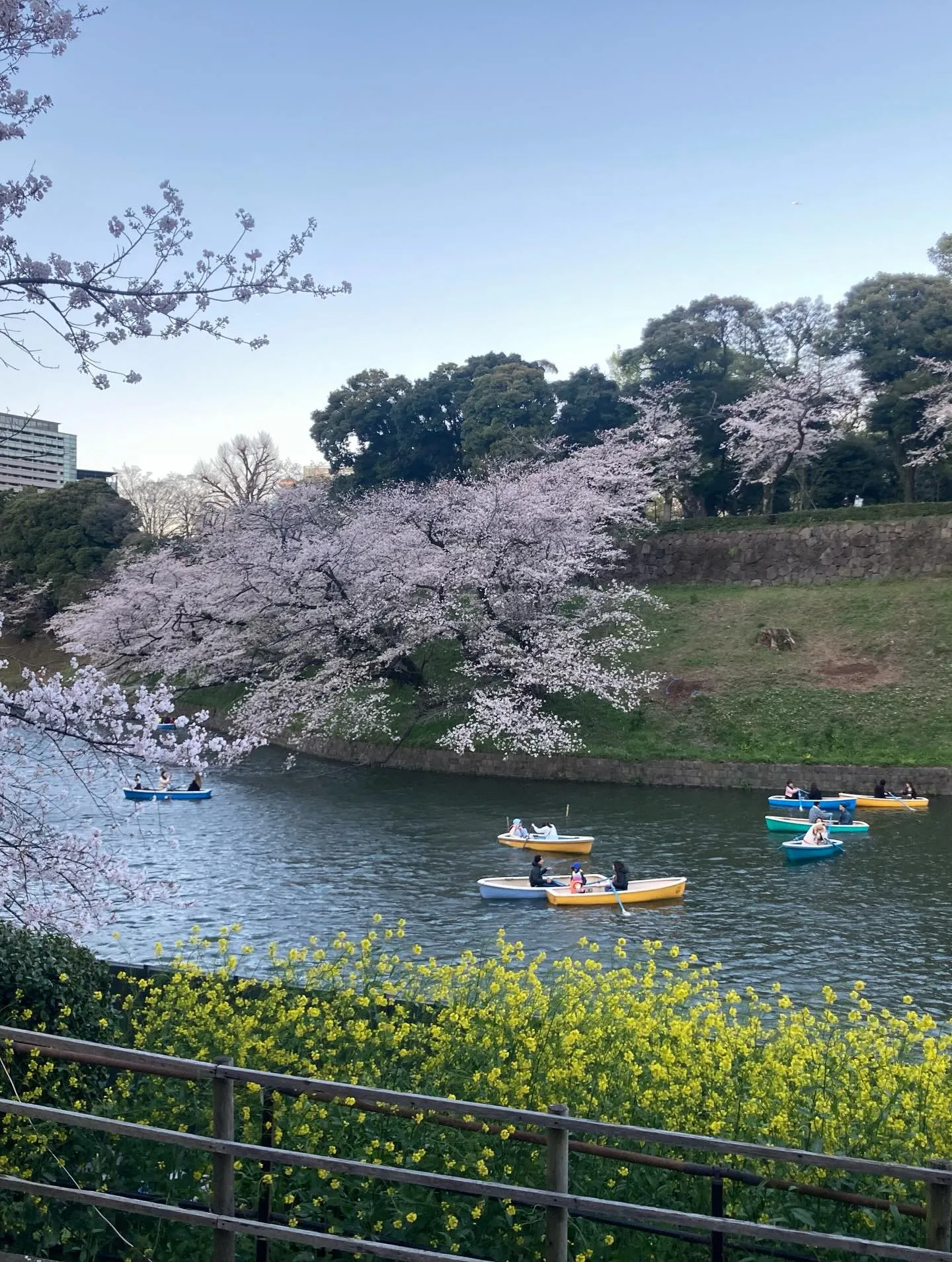 今年も千鳥ヶ淵の素晴らしい桜を見に行きました。