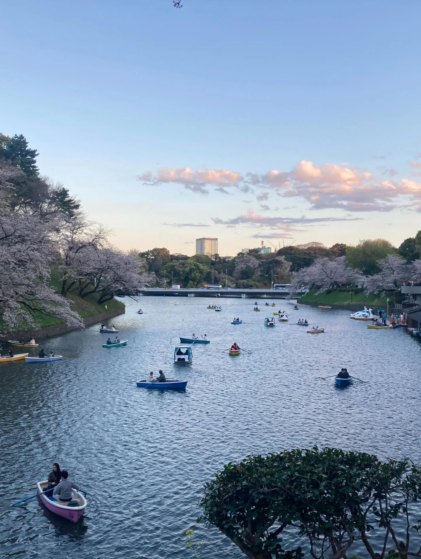 今年も千鳥ヶ淵の素晴らしい桜を見に行きました。