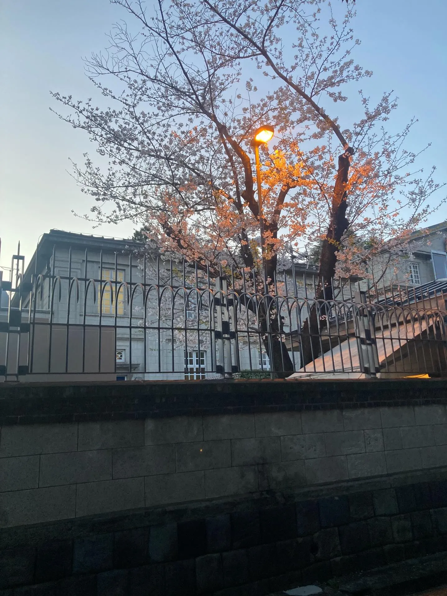 今年も千鳥ヶ淵の素晴らしい桜を見に行きました。