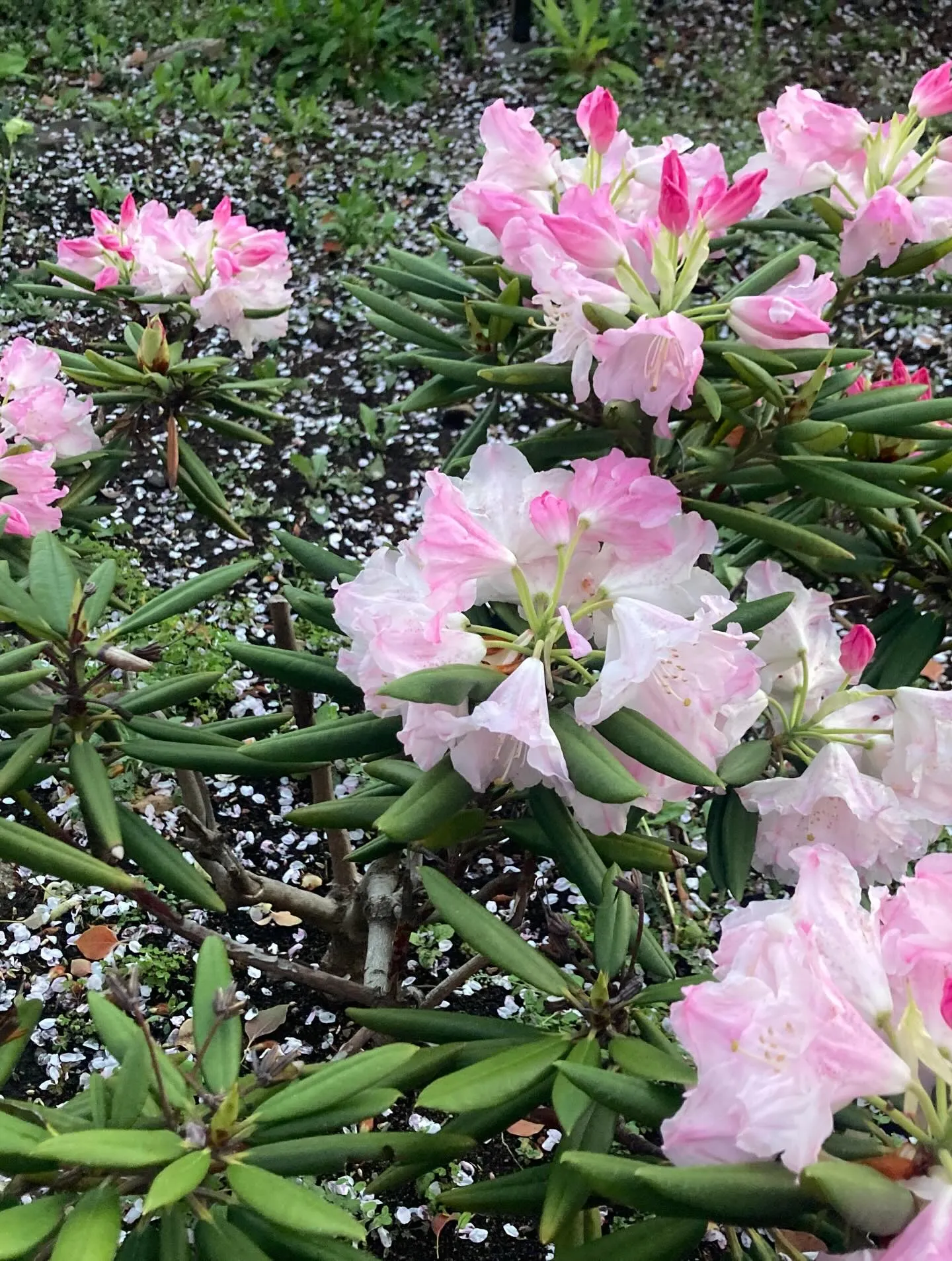 今年も千鳥ヶ淵の素晴らしい桜を見に行きました。